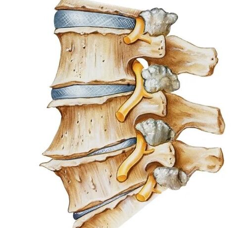 The nerve of the spine